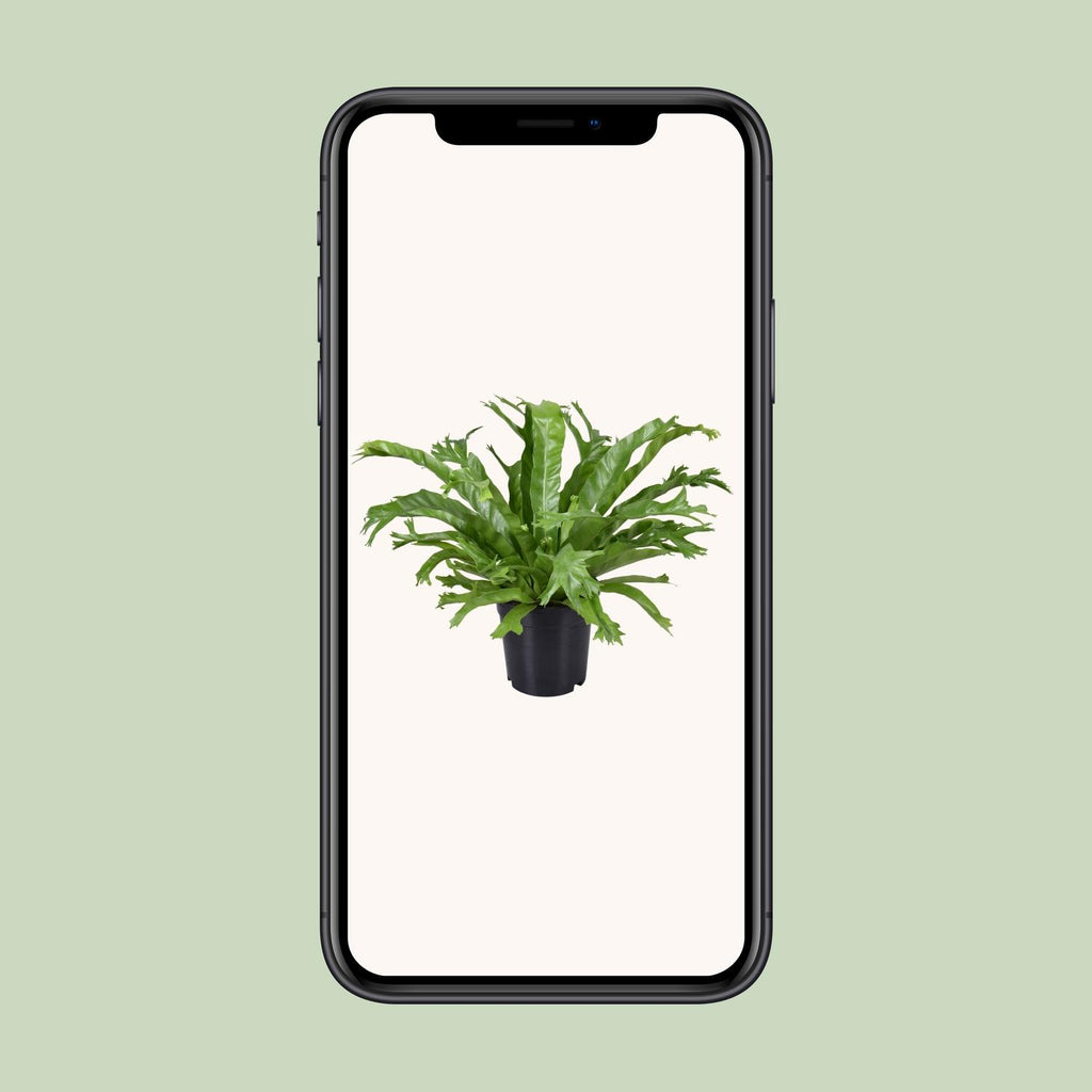 Asplenium Nidus Crissie - Ø17cm - ↕40cm