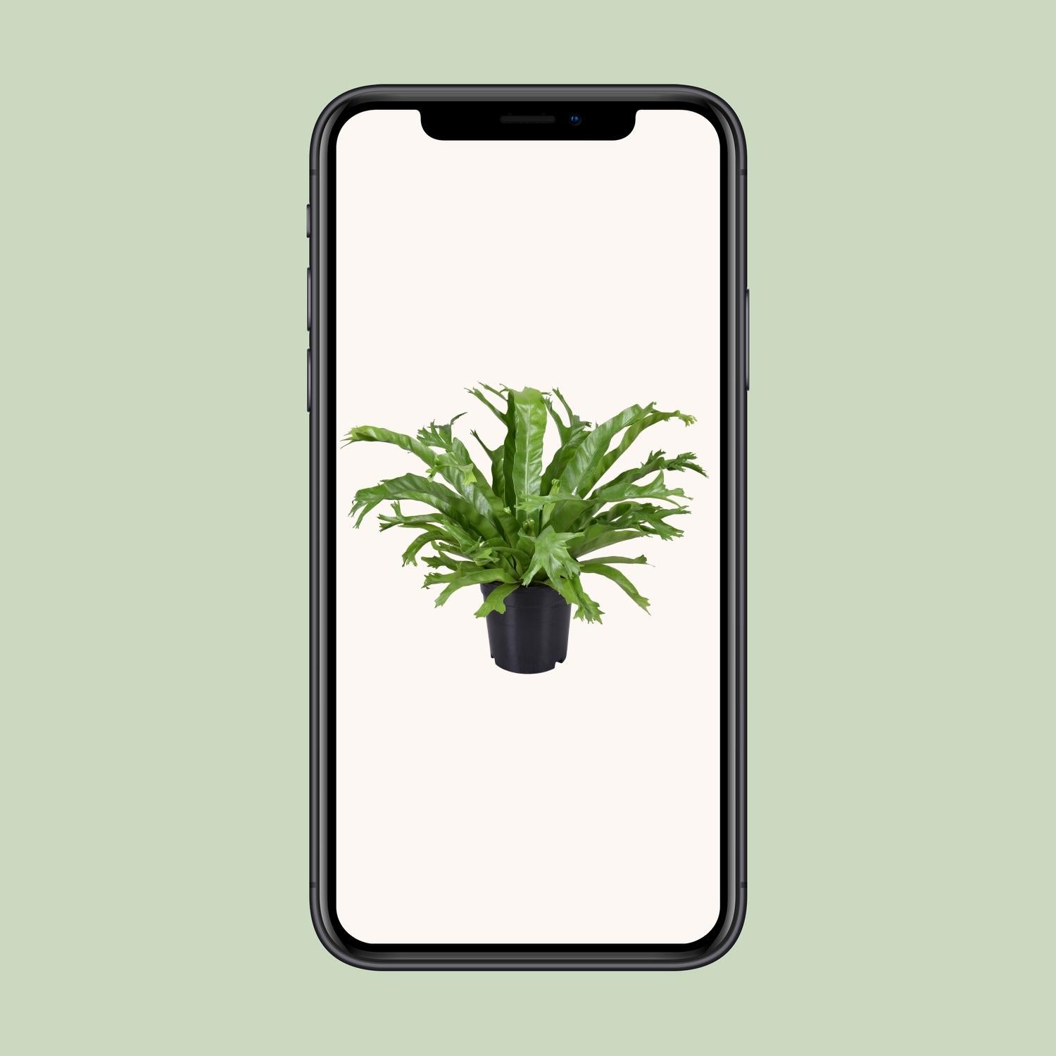 Asplenium Nidus Crissie - Ø17cm - ↕40cm