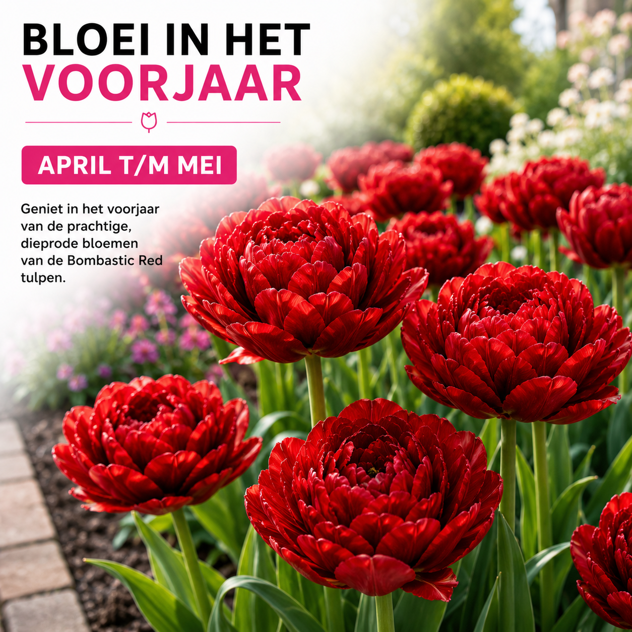 Tulpenbollen Bombastic Red – 20 Stuks | KH Bloembollen® | Rode Pioentulp – Dubbelbloemig & Luxe – Voor Tuin of Pot – Maat 11/12 – Vers van de Teler!
