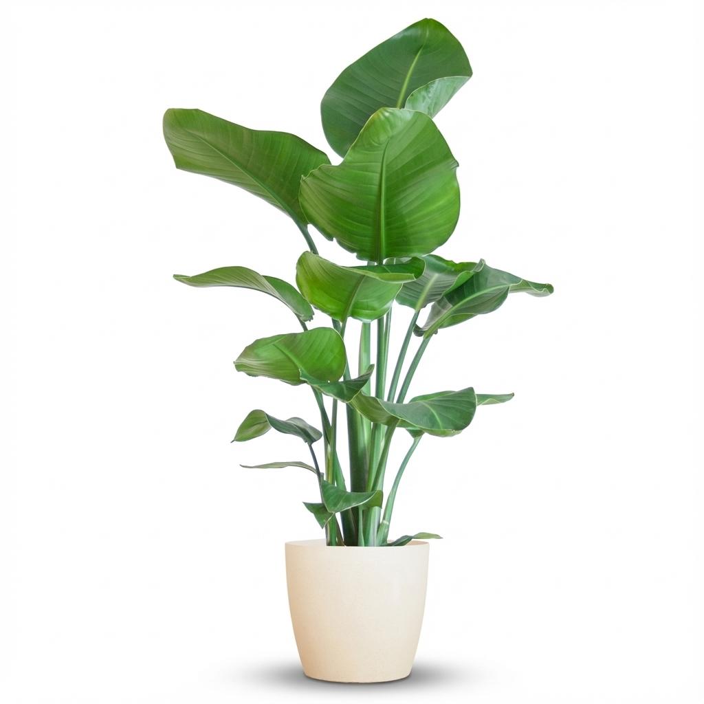 Strelitzia Nicolai met Potter pot wit - 80cm - Ø21