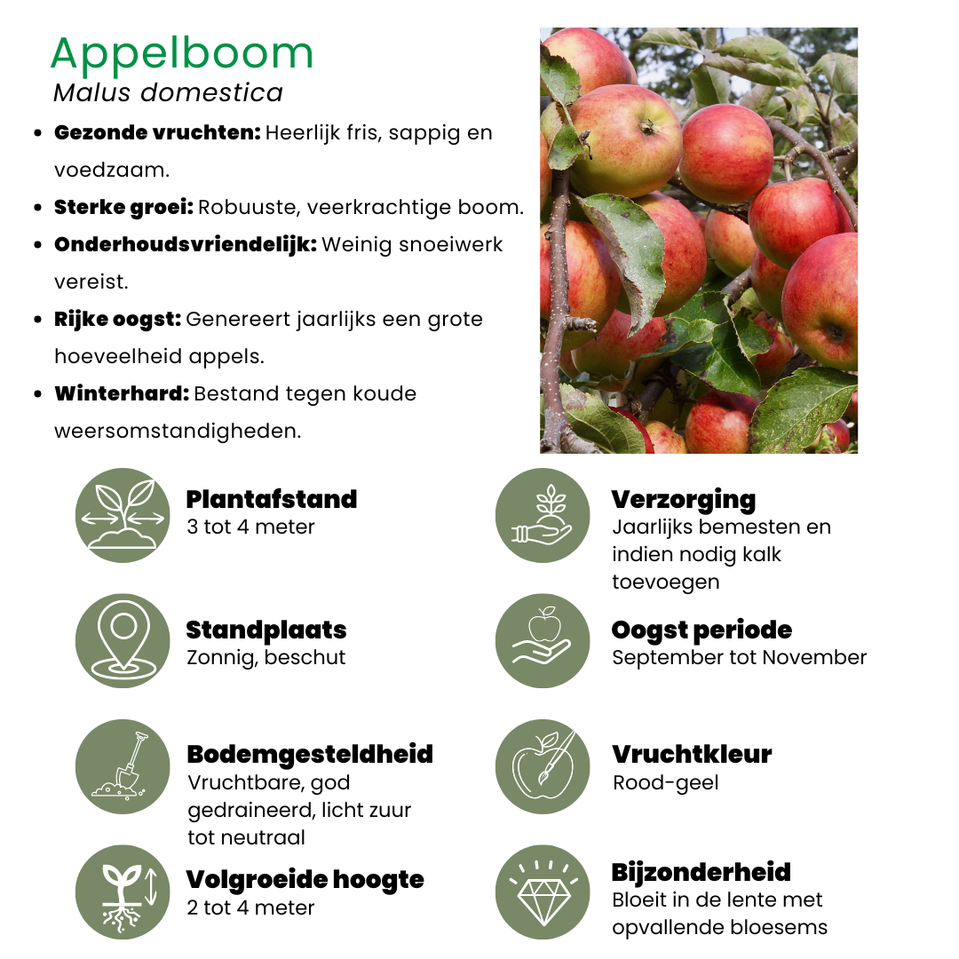 Biologische Fruitbomen set van 4 - Appel, Peer, Kers en Pruim - 4 x Ø 20 cm - ↨ 60 cm