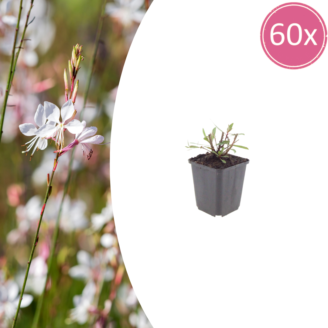 60x Gaura l. 'Whirling Butterflies' - ↕10-25cm - Ø9cm