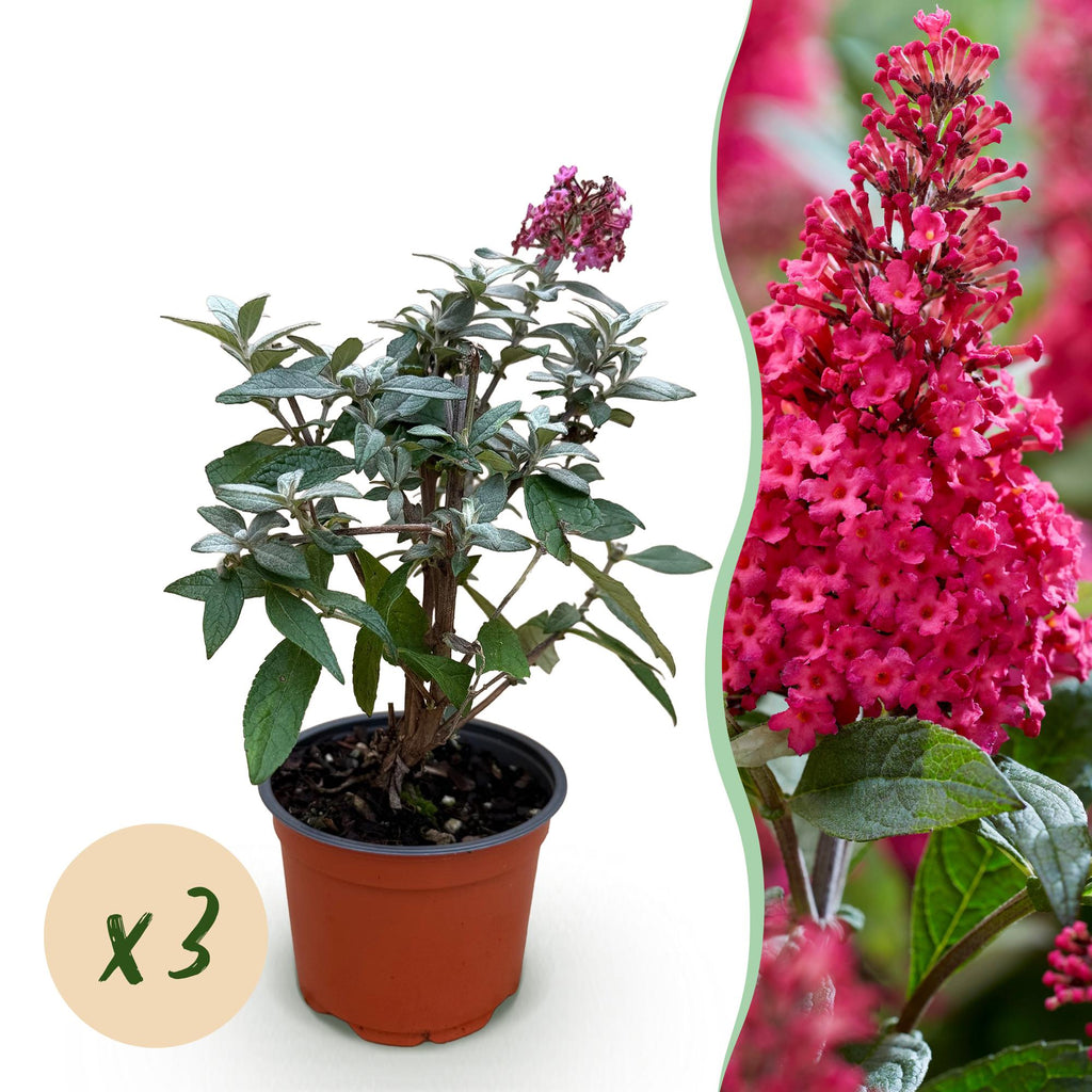 Tuinplant - Buddleja davidii Butterfly Candy Little Ruby - Vlinderstruik - Compact - Rood - 3 Planten - Pot 12cm - Hoogte 20-25cm