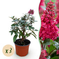 Tuinplant - Buddleja davidii Butterfly Candy Little Ruby - Vlinderstruik - Compact - Rood - 3 Planten - Pot 12cm - Hoogte 20-25cm