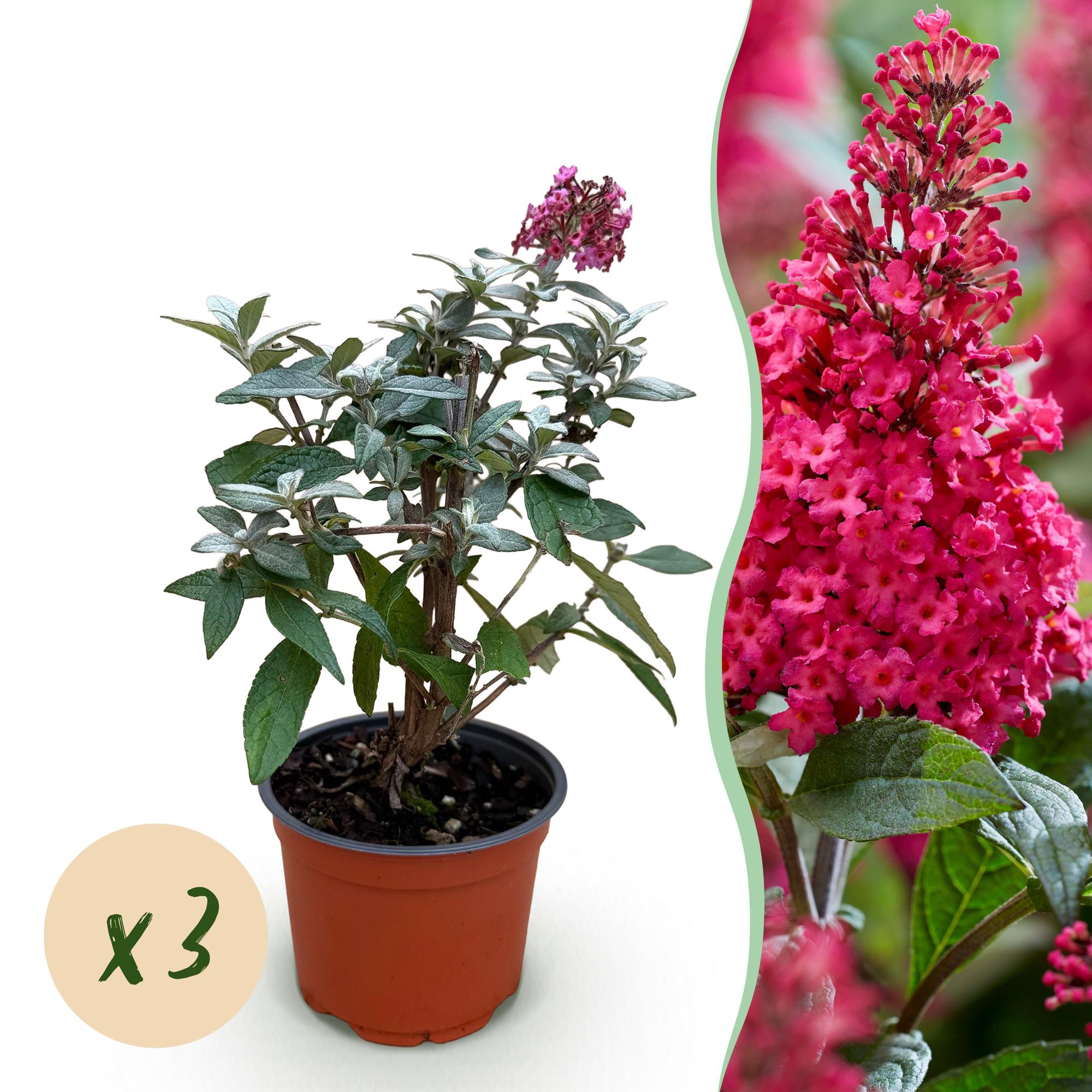 Tuinplant - Buddleja davidii Butterfly Candy Little Ruby - Vlinderstruik - Compact - Rood - 3 Planten - Pot 12cm - Hoogte 20-25cm