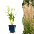 Grassen - Calamagrostis Karl Foerster - Struisriet - Met Pluim - Groen - 12 Planten - Pot 11cm - Hoogte 15-25cm