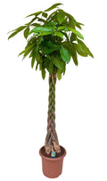 Pachira aquatica - 210cm