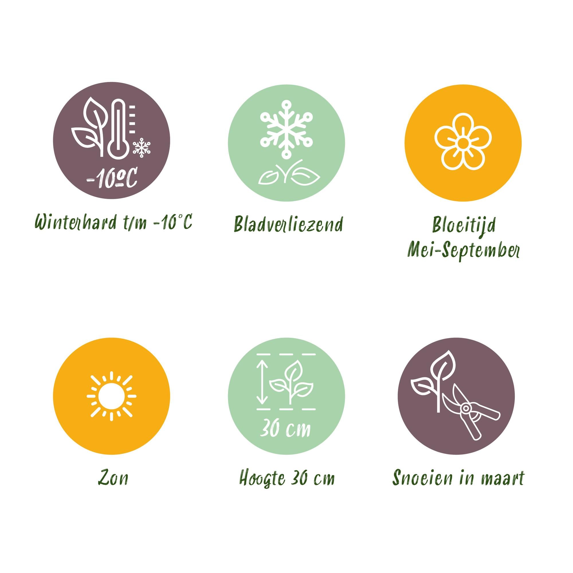 Vasteplant - Geranium cant. Cambridge - Ooievaarsbek - Bodembedekkend - Licht Roze - 12 Planten - Pot 11cm - Hoogte 15-25cm