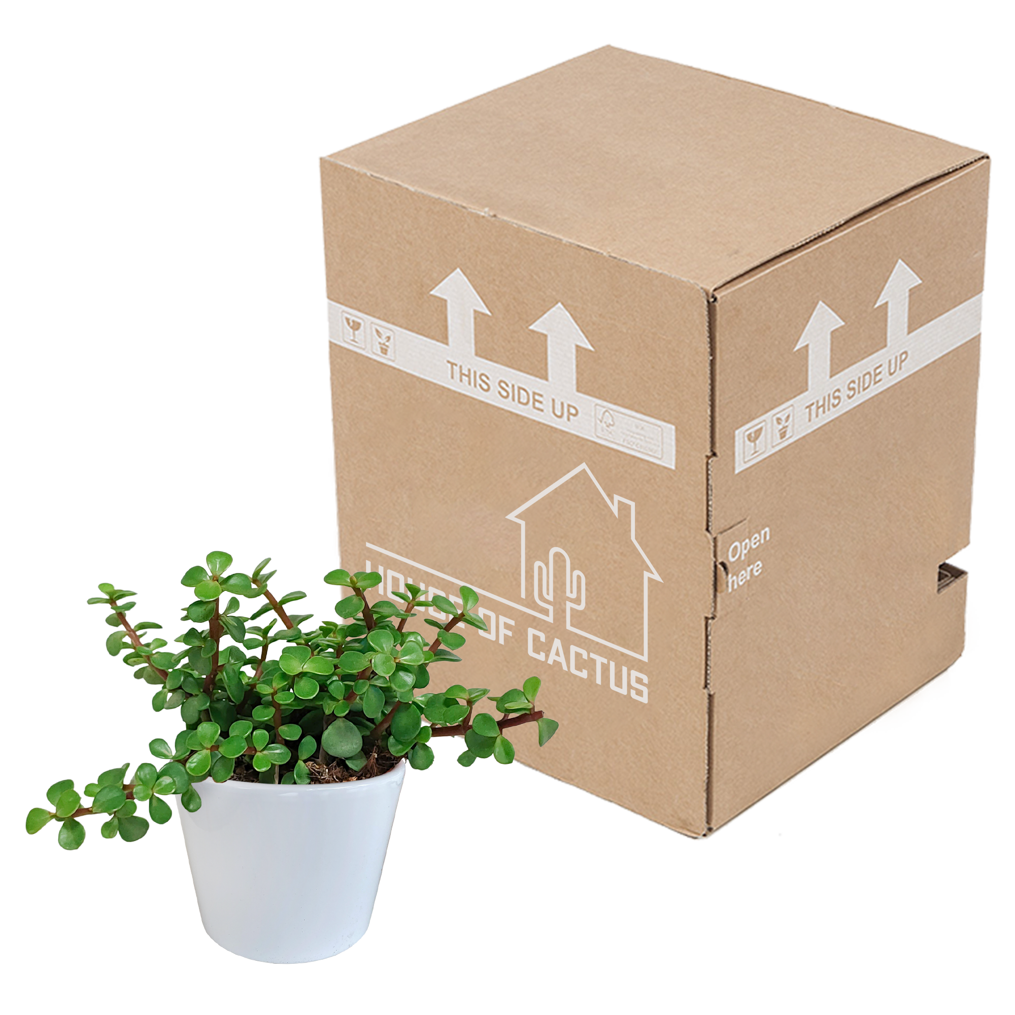 Portulacaria afra - in witte pot