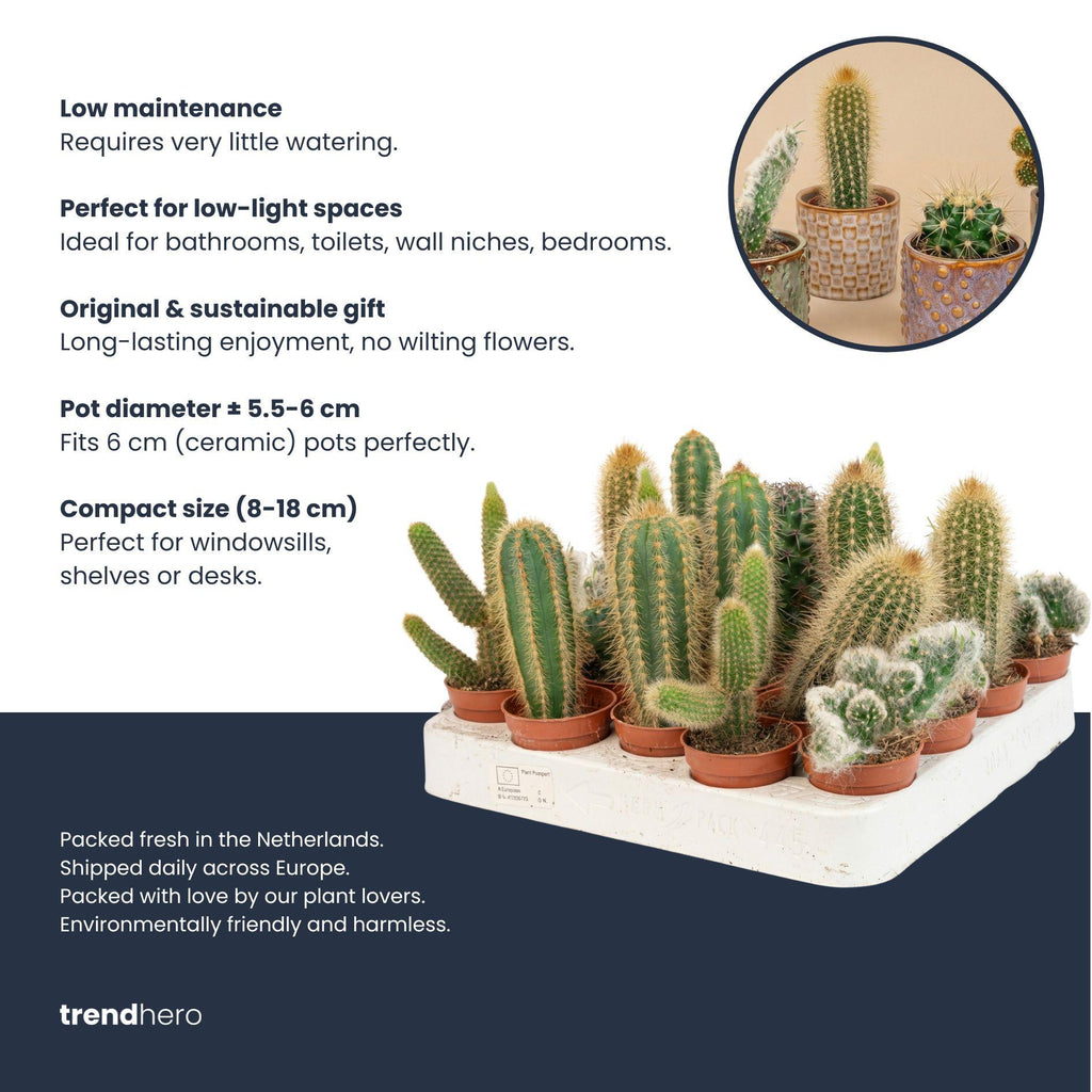 Succulenten Set van 6 in Keramische Mini Potjes Barcelona -  ↑ 8–12 cm