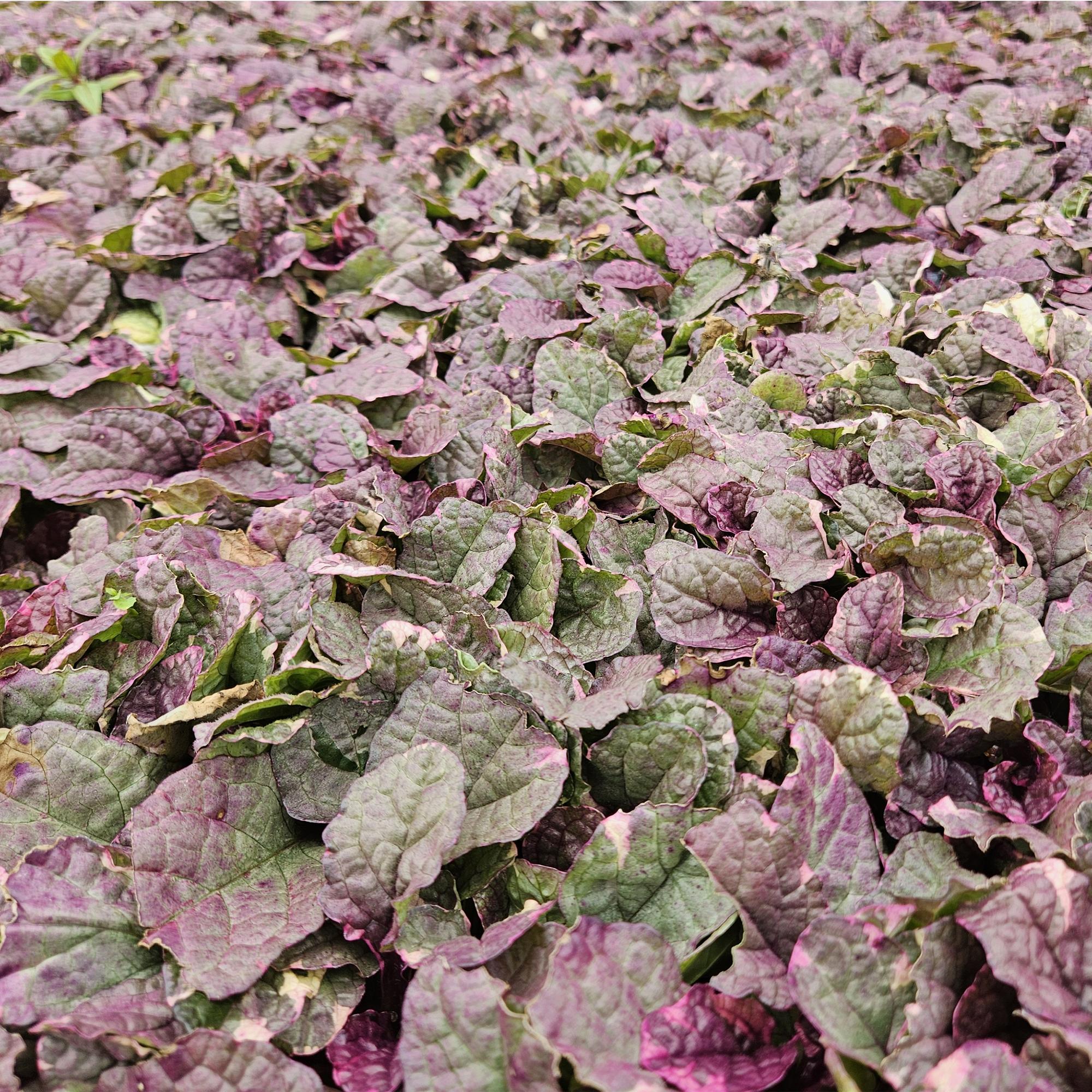 24x Ajuga reptans 'Burgundy Glow' - ↕10-25cm - Ø9cm