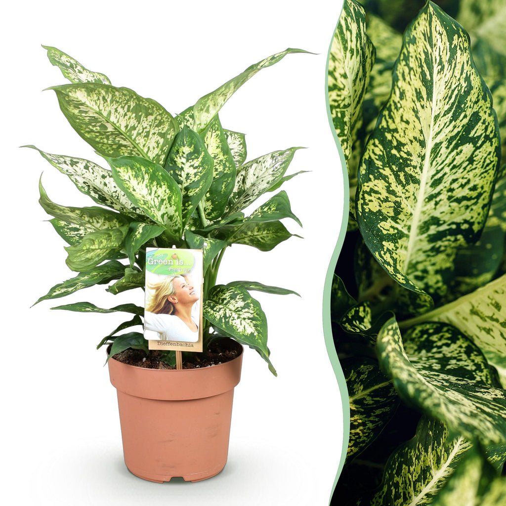 Green is... Kamerplanten - Diefenbachia Compacta - Dieffenbachia - Weinig onderhoud - Groen - 1 Plant - Pot 17cm - Hoogte 45-50cm