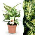 Green is... Kamerplanten - Diefenbachia Compacta - Dieffenbachia - Weinig onderhoud - Groen - 1 Plant - Pot 17cm - Hoogte 45-50cm