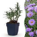 Vasteplant - Aster (D) Mittelmeer - Zeeaster - Bijen en Vlinderlokkers - Paars - 24 Planten - Pot 11cm - Hoogte 15-25cm