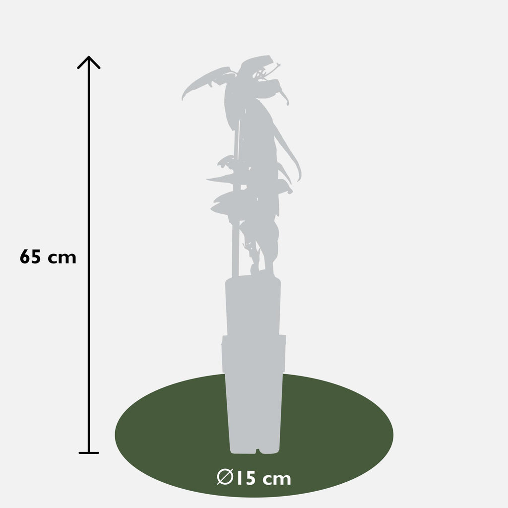 Clematis armandii - Groenblijvende Clematis Wit - Ø15cm - ↕65cm