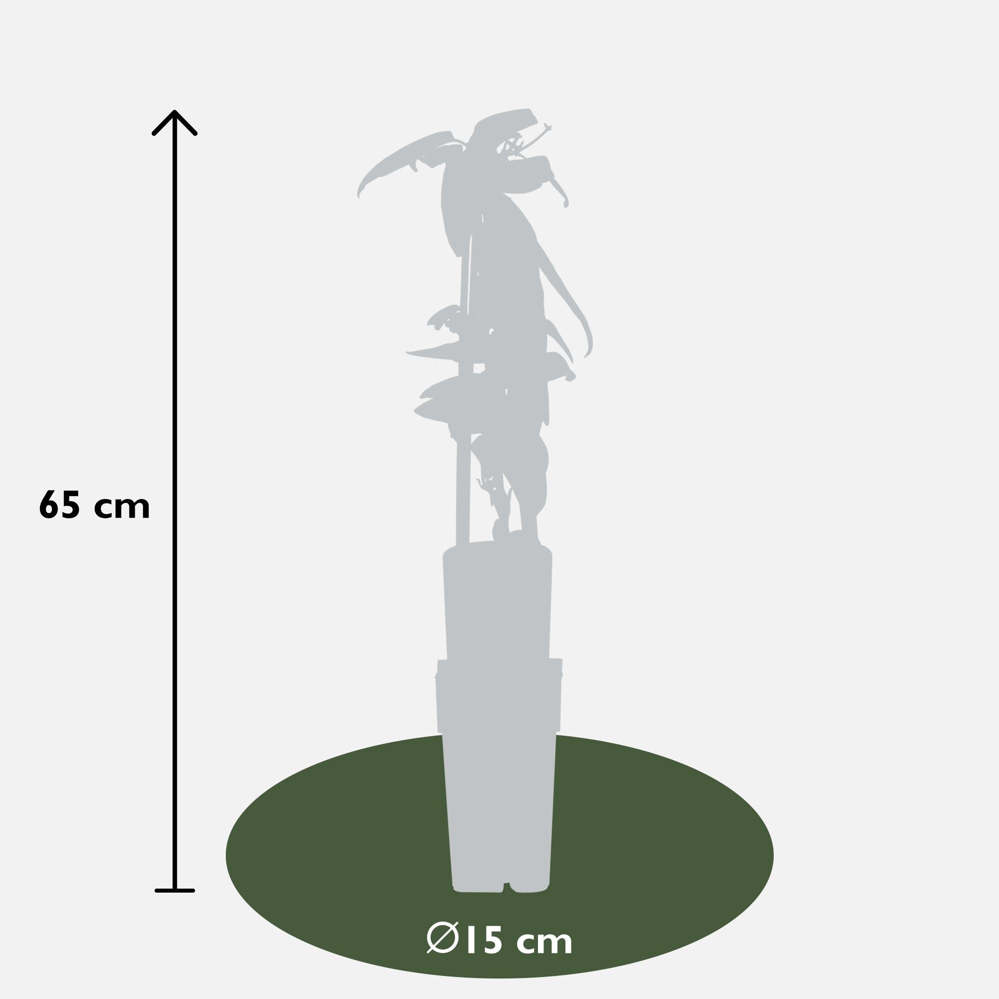 Clematis armandii - Groenblijvende Clematis Wit - Ø15cm - ↕65cm