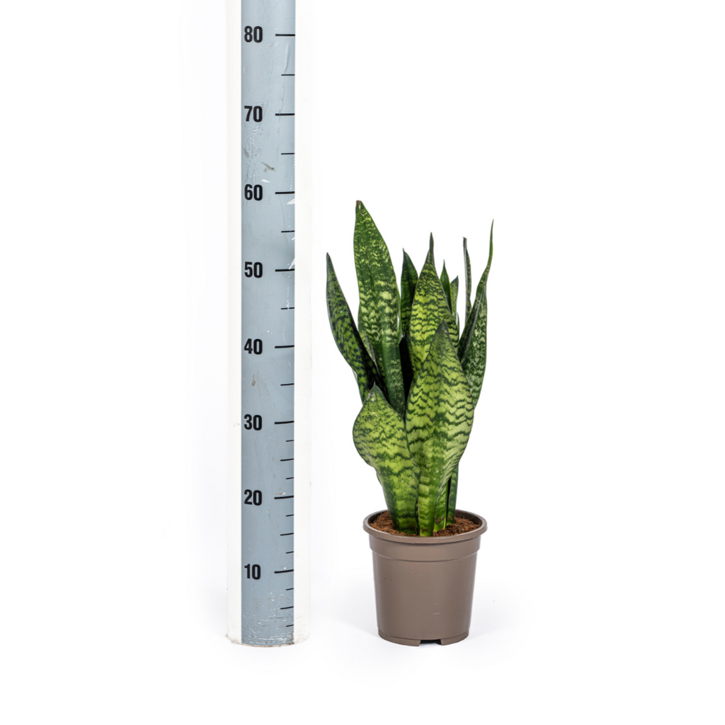 Sansevieria Trifasciata Zeylanica Compacta Ø17cm - ↕55 - 65cm