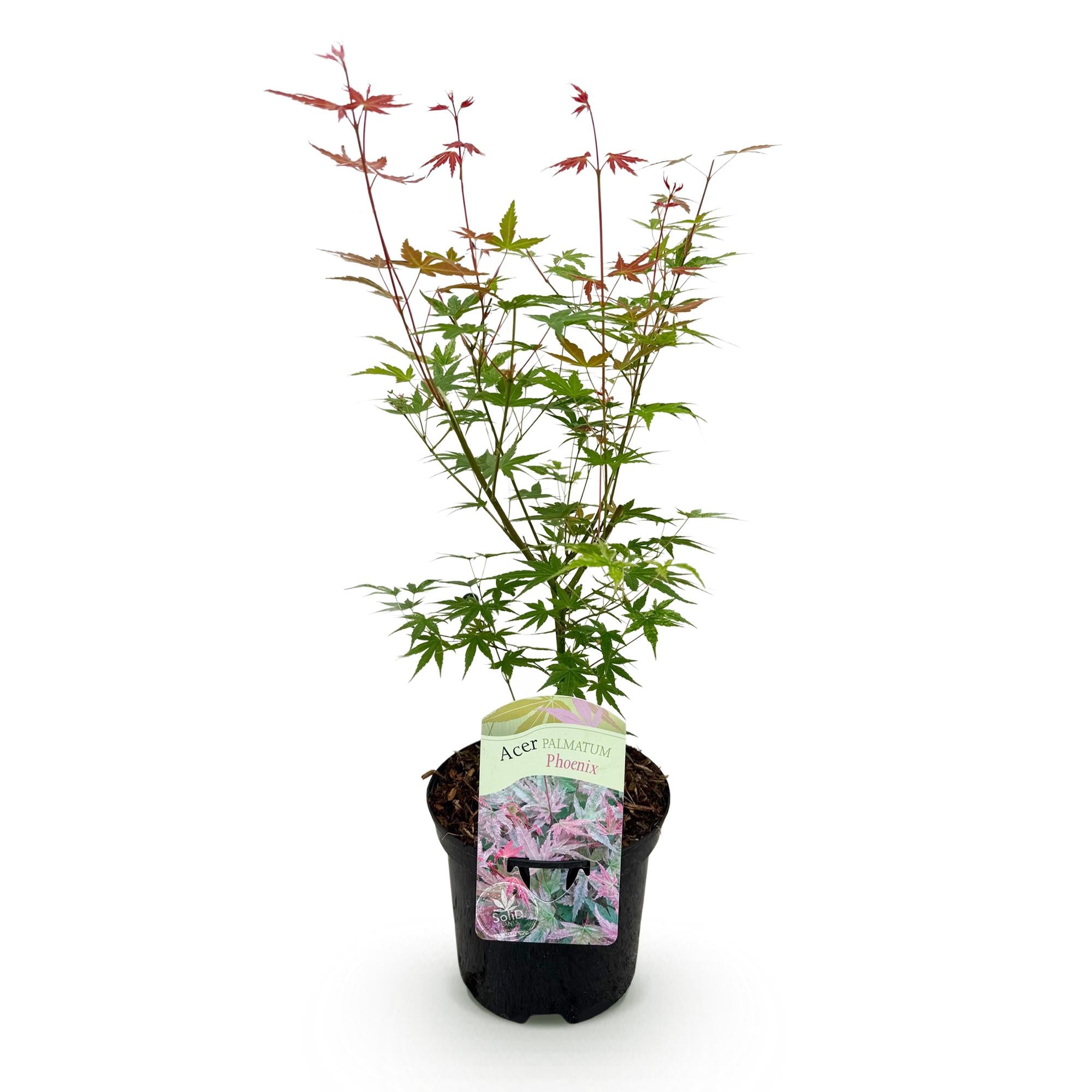 Terrasplant - Japanse Esdoorn - Acer palmatum Phoenix - Roze - 1 Plant - Bladverliezend - Pot 19cm Hoogte 70cm