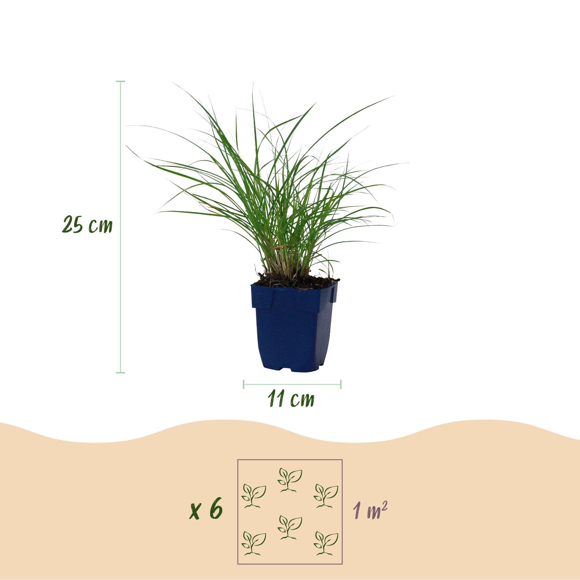 Grassen - Miscanthus sin. Red Chief - Pampusgras - Met Pluim - Groen - 1 Plant - Pot 11cm - Hoogte 15-25cm