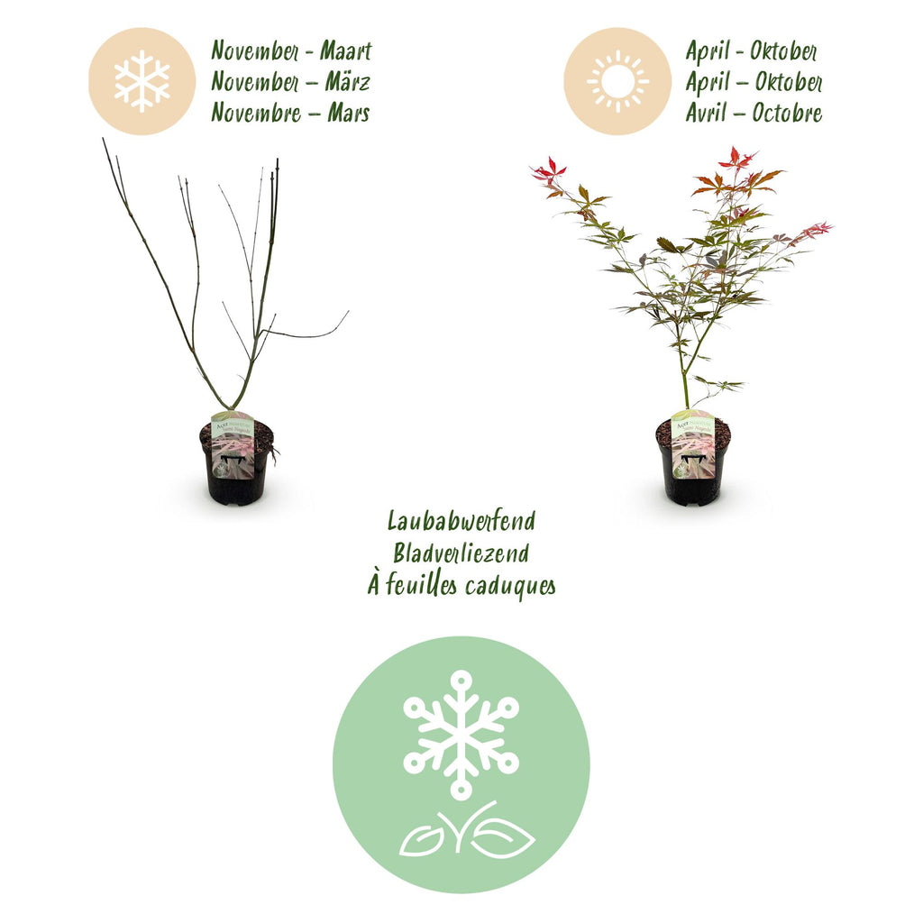 Terrasplant - Japanse Esdoorn - Acer palmatum Sumi-nagashi - Rood - 2 Planten - Bladverliezend - Pot 19cm Hoogte 70cm