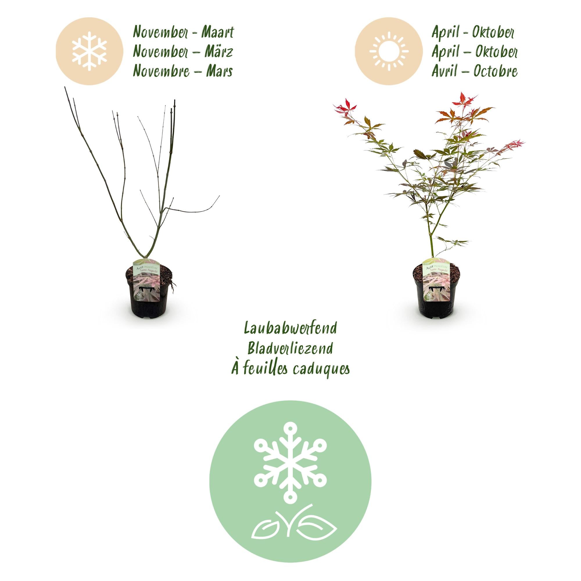 Terrasplant - Japanse Esdoorn - Acer palmatum Sumi-nagashi - Rood - 2 Planten - Bladverliezend - Pot 19cm Hoogte 70cm
