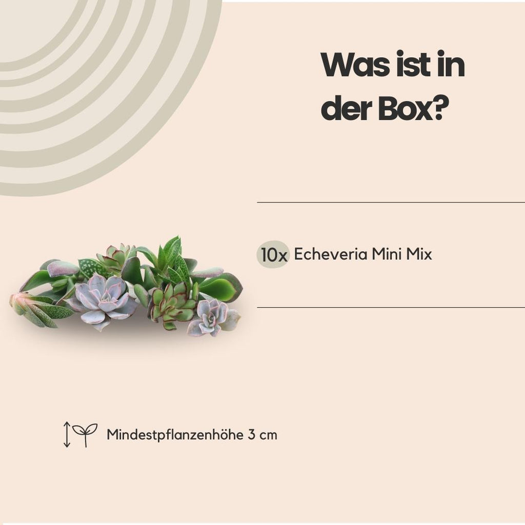 ROOTLESS Echeveria mini mix box