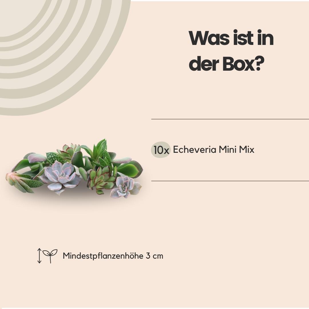 ROOTLESS Echeveria mini mix box