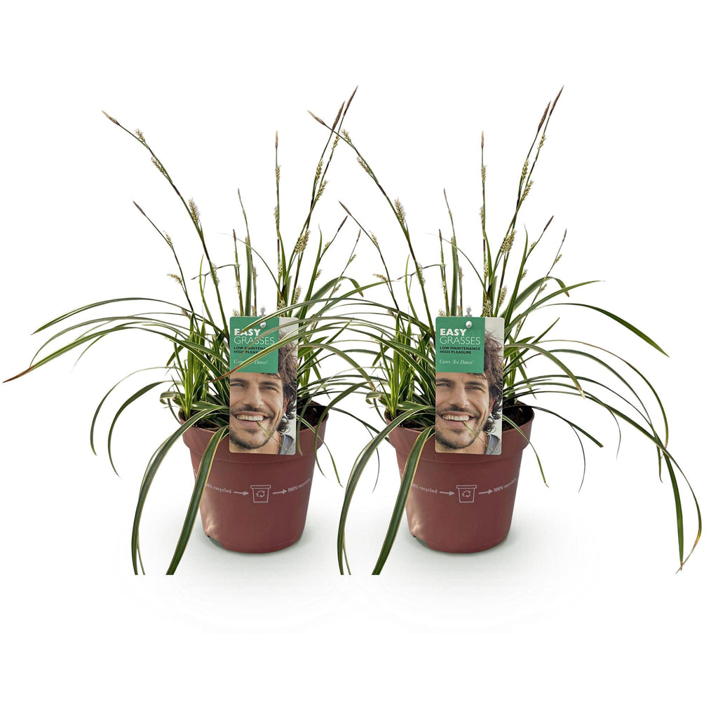 Siergrassen - Carex morrowii Ice Dance  - Wit & Groen - 2 Planten - Bladhoudend - Weinig Onderhoud - Pot 17cm Hoogte 50cm