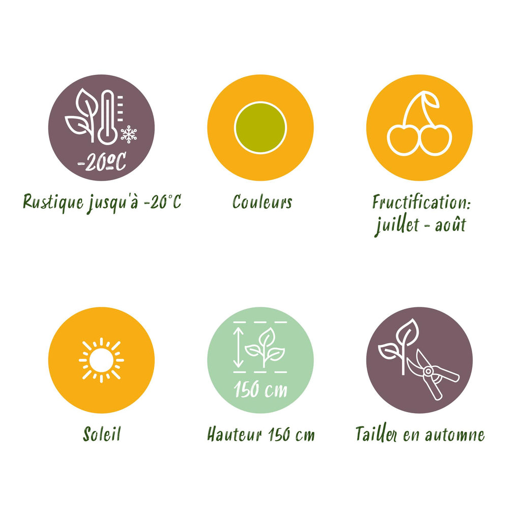 Fruitplanten - Kruisbes - Ribes uva-crispa Hinnonmaki Grun - Winterhard - 3 Planten - Pot 9 cm - Groene Bes