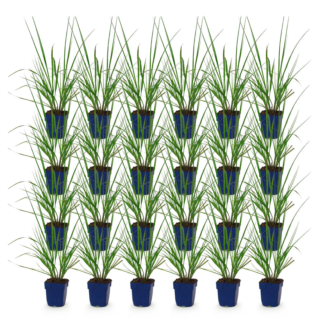 Grassen - Pennisetum alop. Black Beauty - Lampenpoetsergras - Met Pluim - Groen - 24 Planten - Pot 11cm - Hoogte 15-25cm