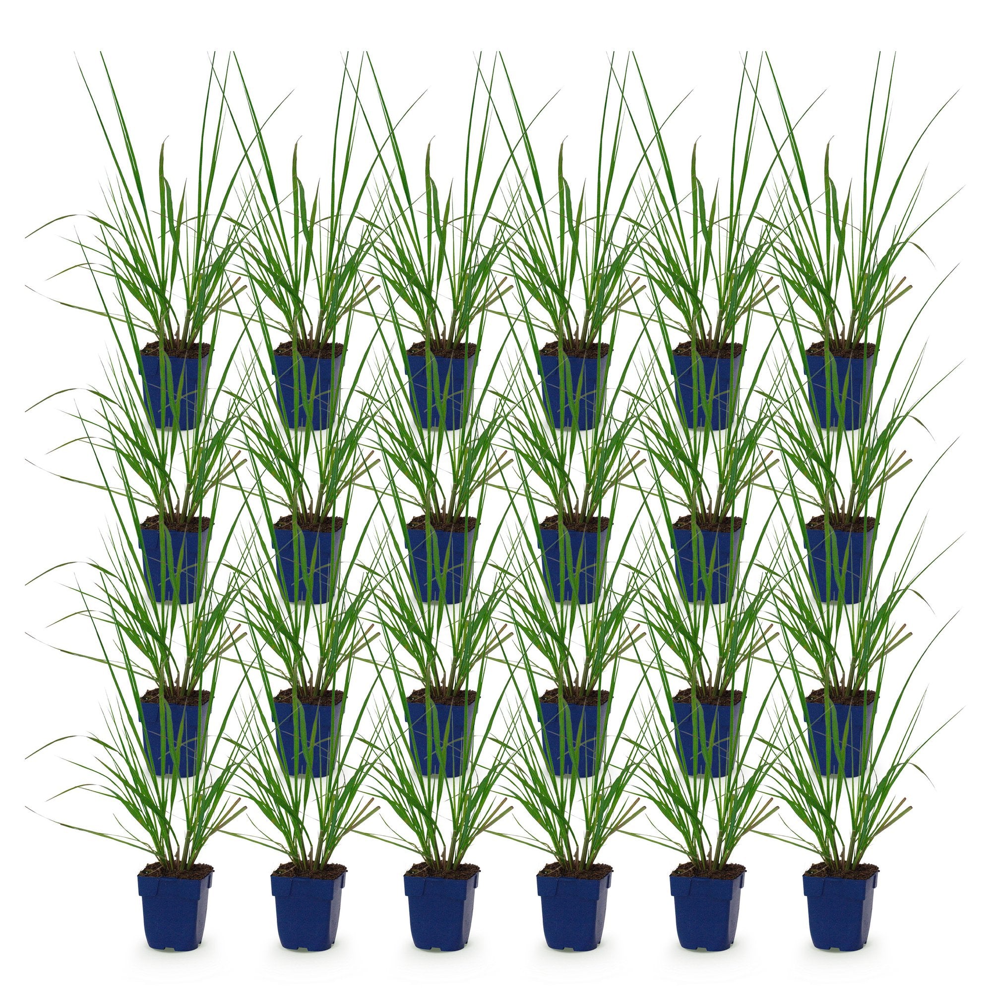 Grassen - Pennisetum alop. Black Beauty - Lampenpoetsergras - Met Pluim - Groen - 24 Planten - Pot 11cm - Hoogte 15-25cm