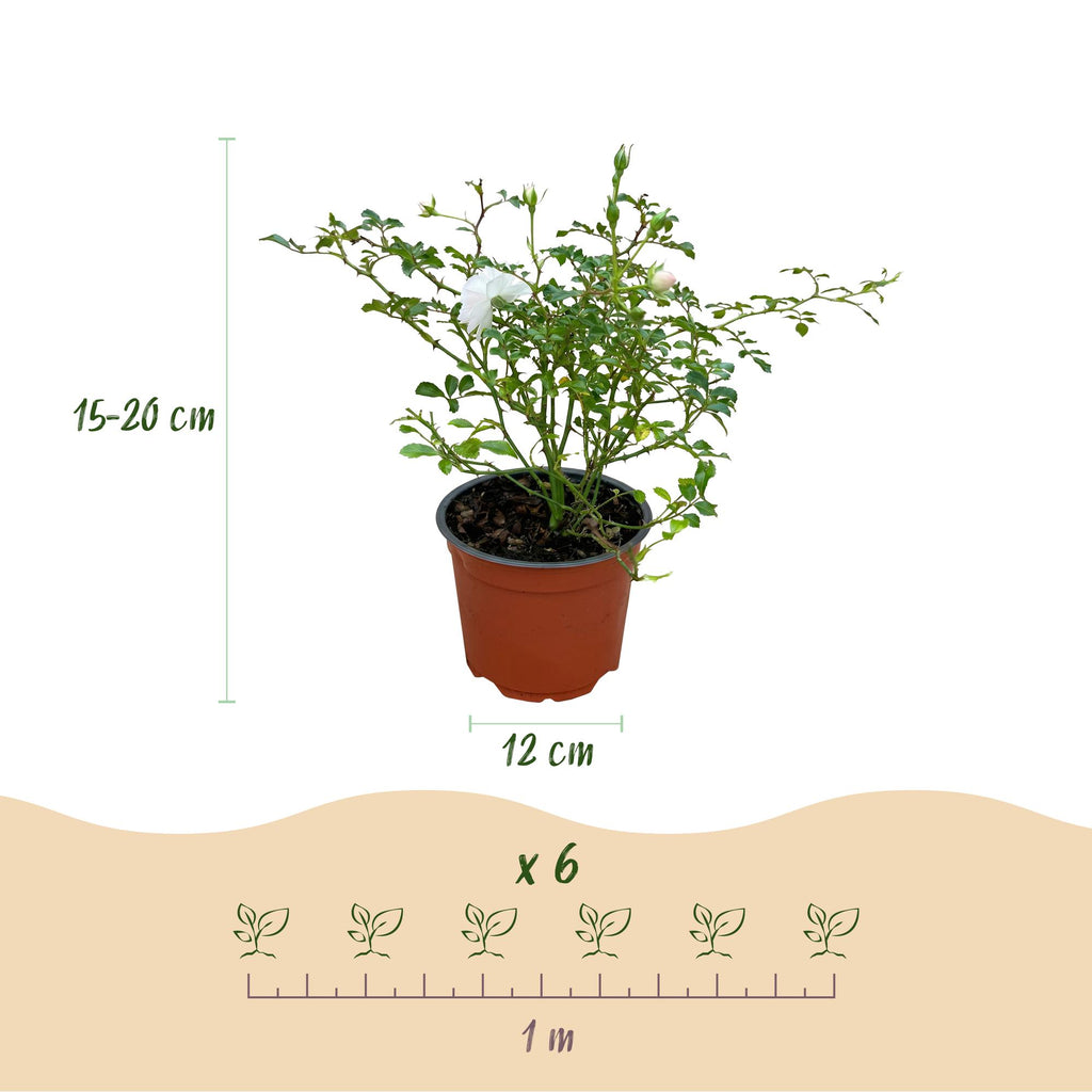 Tuin Roos - Rosa White Fairy - Roos - Winterhard - Wit - 1 Plant - Pot 12cm - Hoogte Hoogte 20-25cm