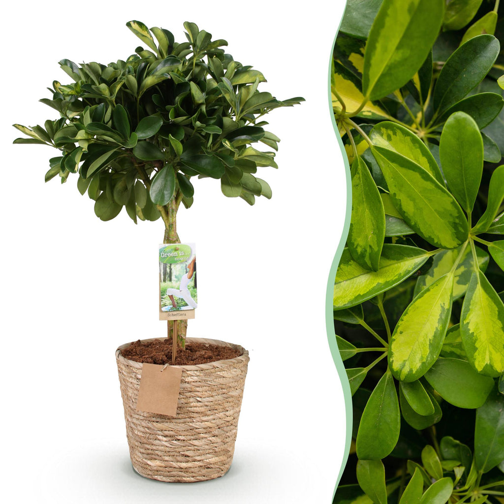 Green is… Kamerplanten - Schefflera Gold Capelle - Vingerboom - Weinig onderhoud - met mand - Groen - goud - 1 Plant - Pot 21cm - Hoogte 70-81cm