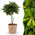 Green is… Kamerplanten - Schefflera Gold Capelle - Vingerboom - Weinig onderhoud - met mand - Groen - goud - 1 Plant - Pot 21cm - Hoogte 70-81cm