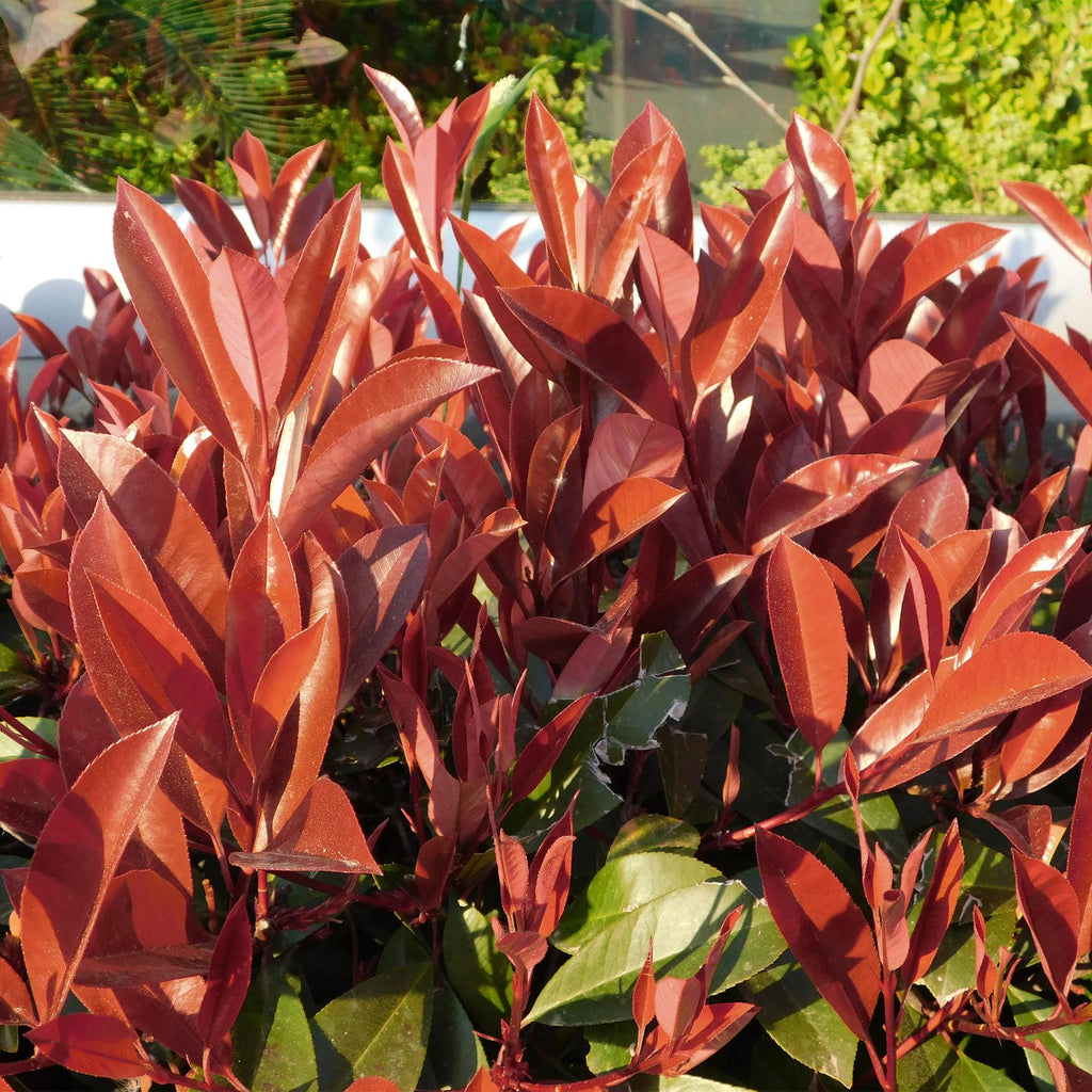 Plant op Stam - Photinia fraseri Little Red Robin - Terras Plant - Bladhoudend - Winterhard - Groen-Rood Blad - Pot 19cm Hoogte 90cm