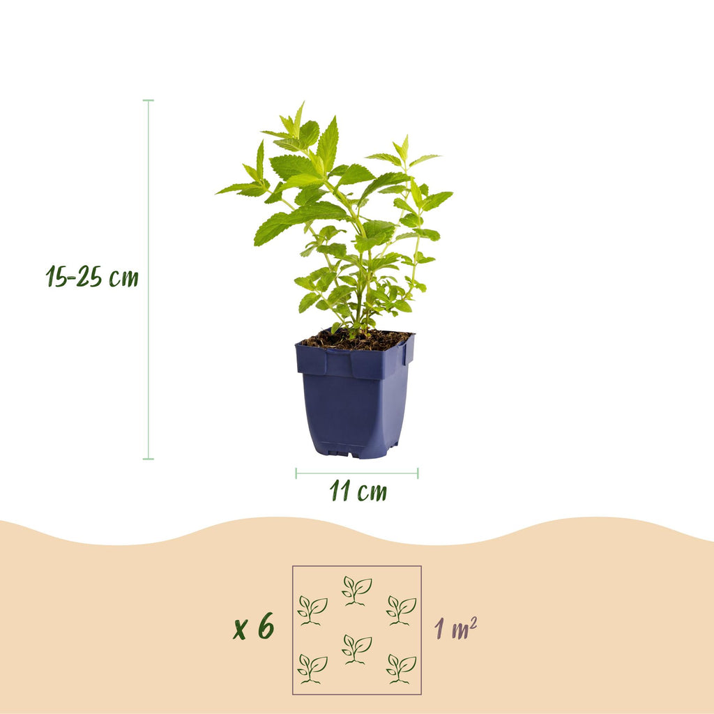 Vasteplant - Nepeta sib. Wild Orchid - Kattenkruid - Bijen en Vlinderlokkers - Roze - 1 Plant - Pot 11cm - Hoogte 15-25cm