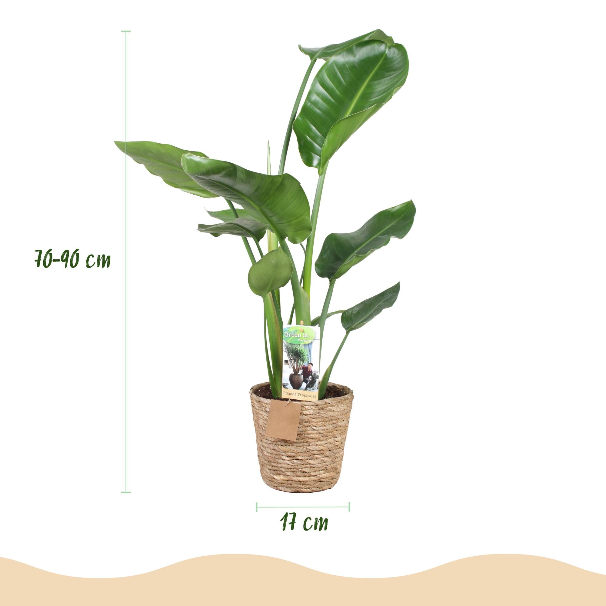 Green is... Kamerplanten - Stelitzia Nicolai - Paradijsvogelbloem - Weinig onderhoud - met mand - Groen - 1 Plant - Pot 17cm - Hoogte 70-90cm
