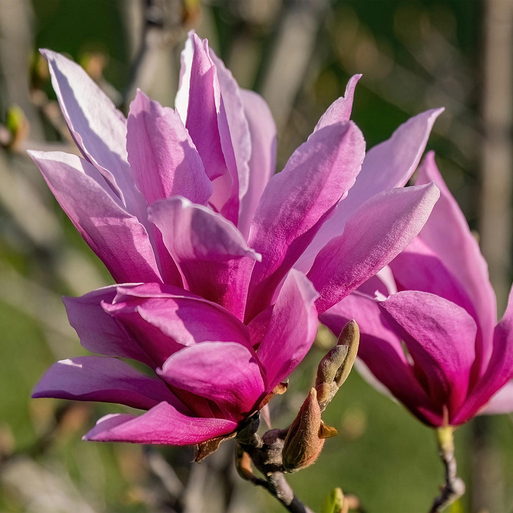 Tuinplant - Magnolia liliiflora Nigra - Bloem Paars - 1 Plant - Bladverliezend - Weinig Onderhoud - Pot 12cm Hoogte 30cm