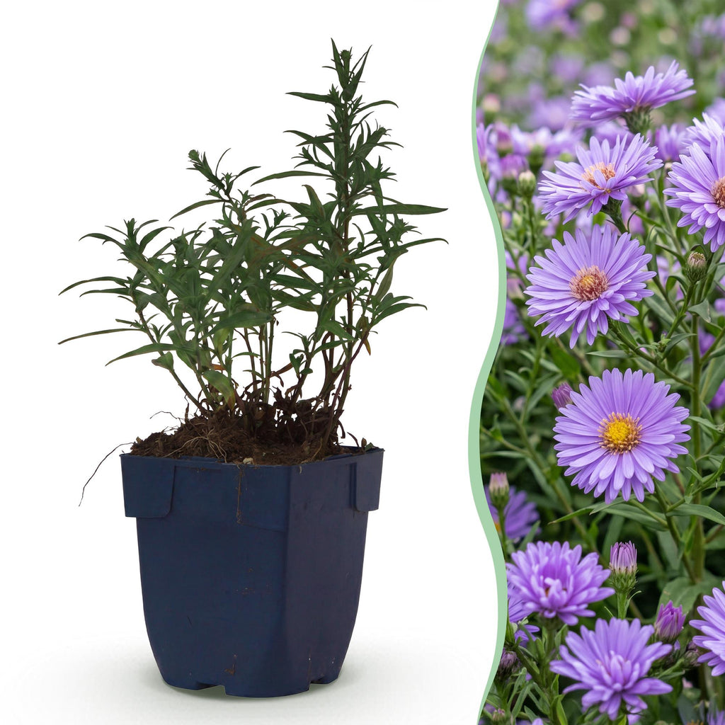 Vasteplant - Aster (D) Mittelmeer - Zeeaster - Bijen en Vlinderlokkers - Paars - 6 Planten - Pot 11cm - Hoogte 15-25cm