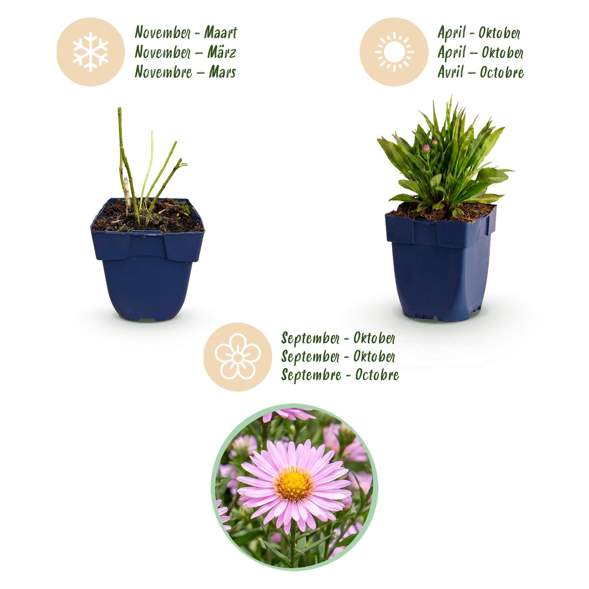 Vasteplant - Aster Wood's Pink - Pluimspirea - Bijen en Vlinderlokkers - Roze - 3 Planten - Pot 11cm - Hoogte 15-25cm