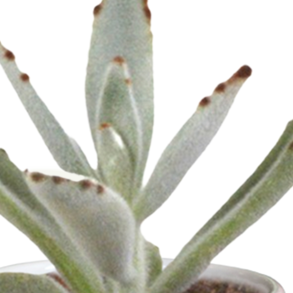 Cactus en vetplanten mix 5.5 cm | 15 stuks - in witte pot