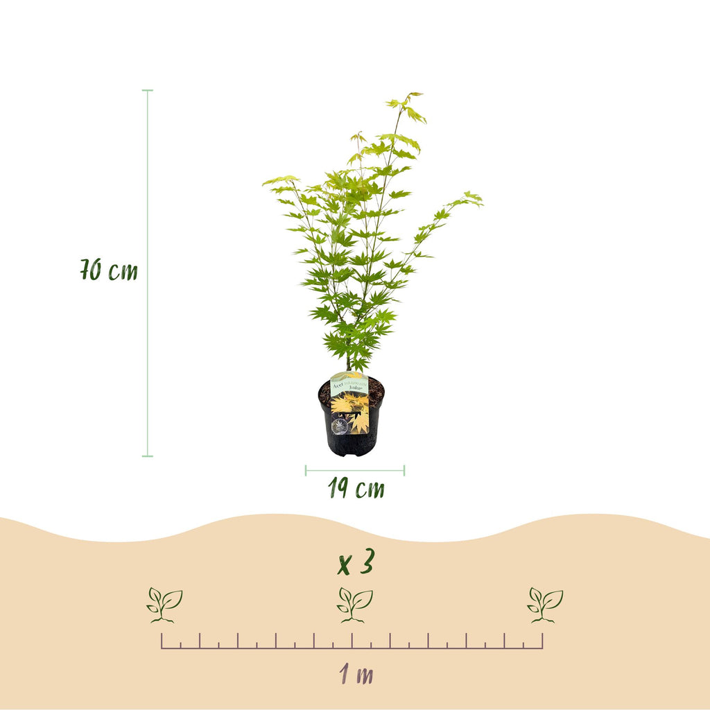 Terrasplant - Japanse Esdoorn - Acer palmatum Jordan - Geel - 2 Planten - Bladverliezend - Pot 19cm Hoogte 70cm