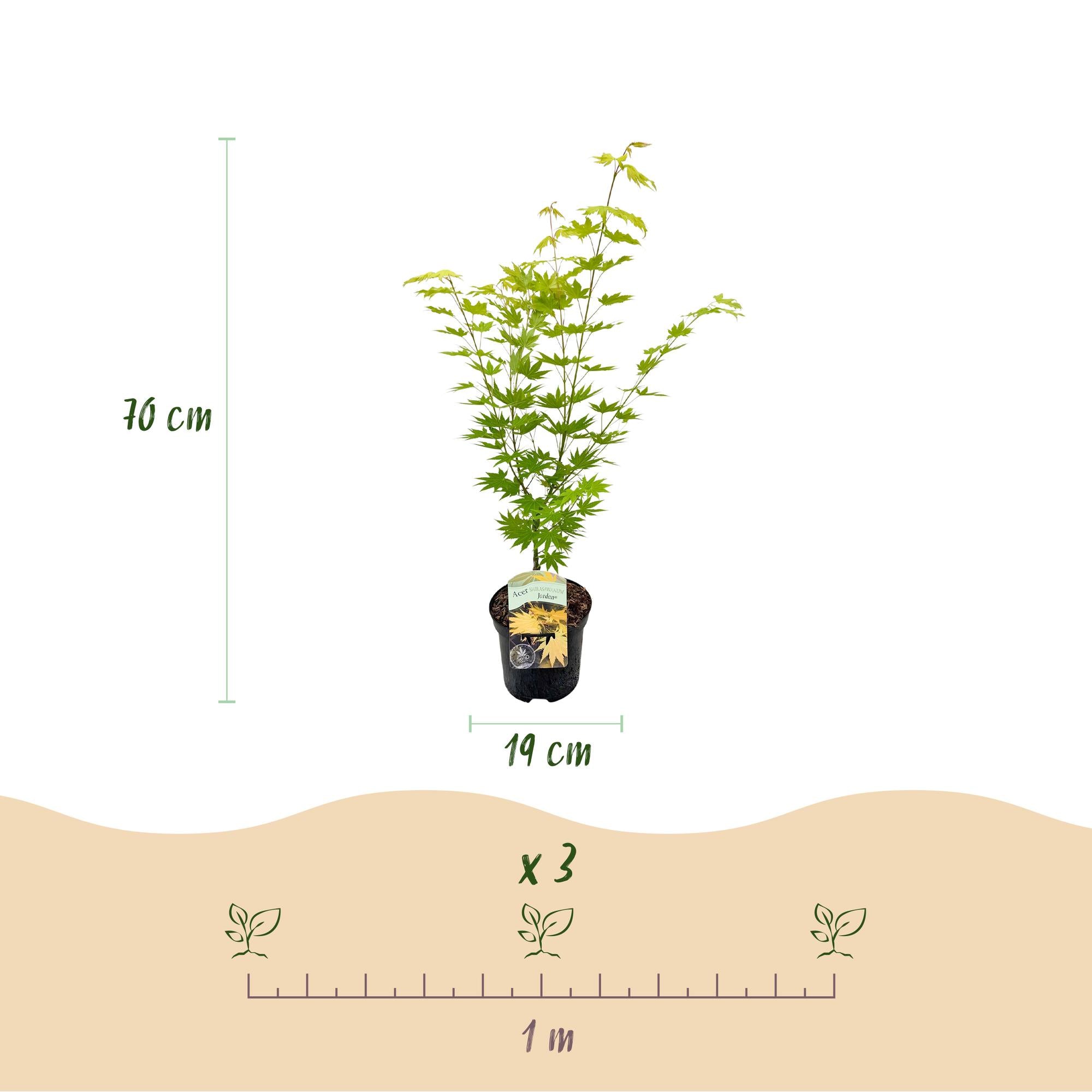 Terrasplant - Japanse Esdoorn - Acer palmatum Jordan - Geel - 2 Planten - Bladverliezend - Pot 19cm Hoogte 70cm