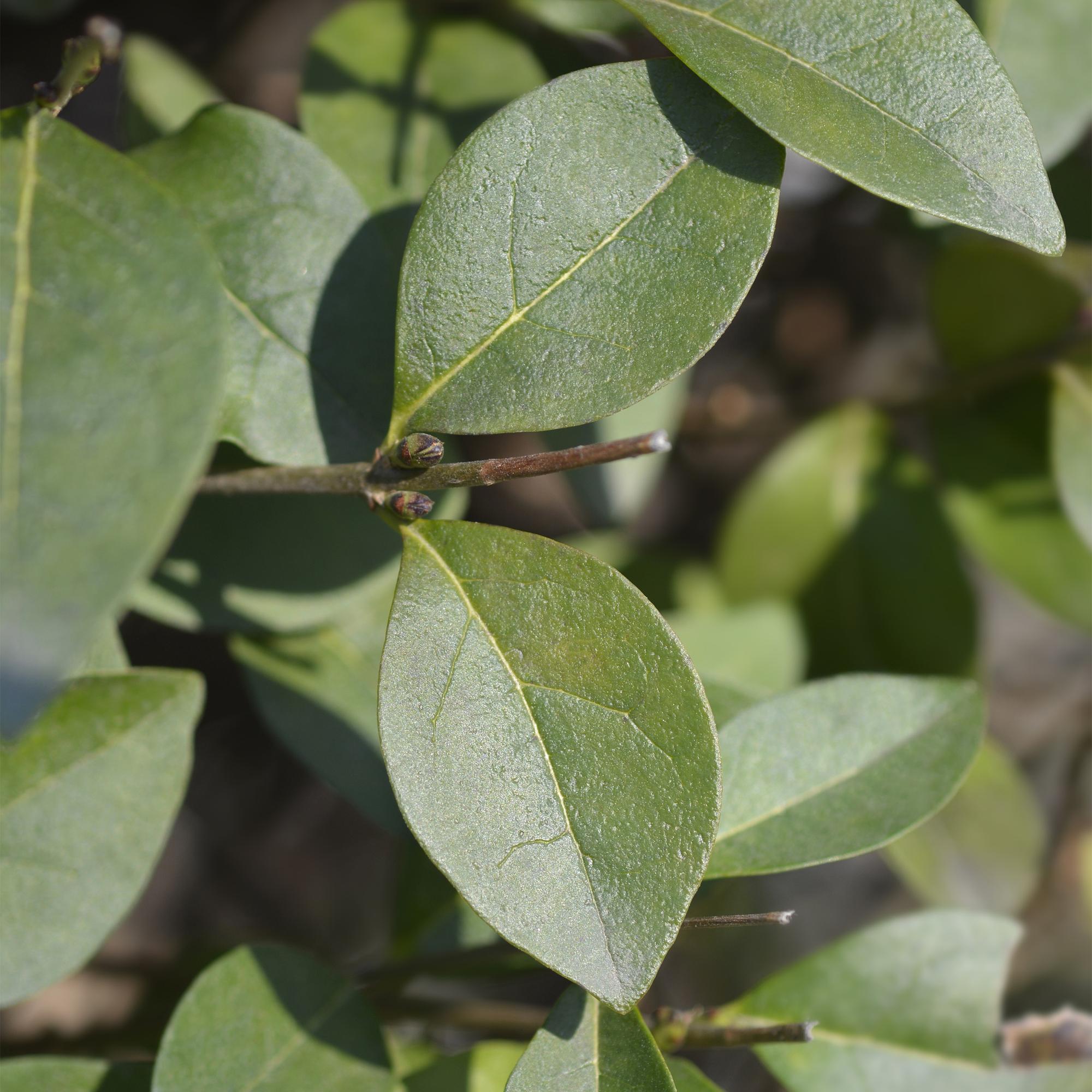 8x Ligustrum ovalifolium - Gewone Liguster - Haagplanten - Groenblijvend - Groen - Pot 9cm - Hoogte 35-45cm