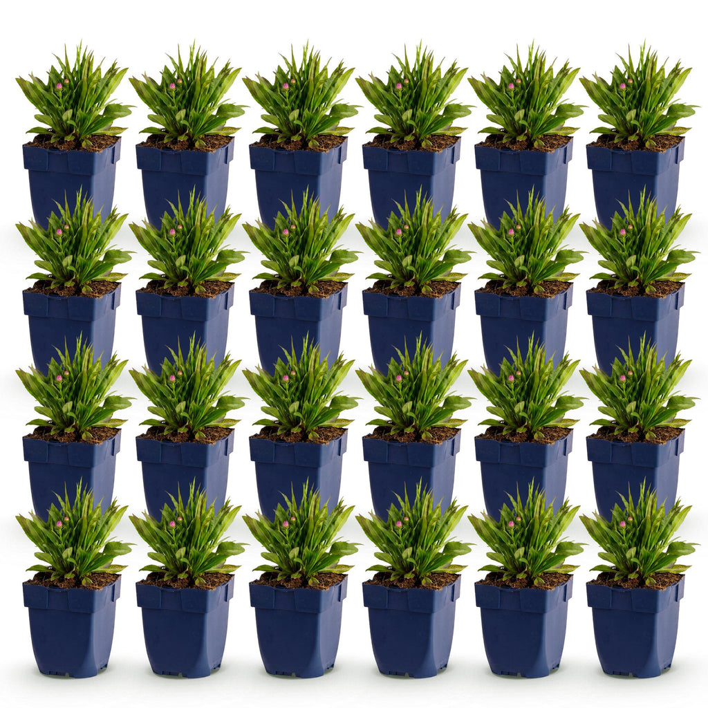 Vasteplant - Aster Wood's Pink - Pluimspirea - Bijen en Vlinderlokkers - Roze - 24 Planten - Pot 11cm - Hoogte 15-25cm