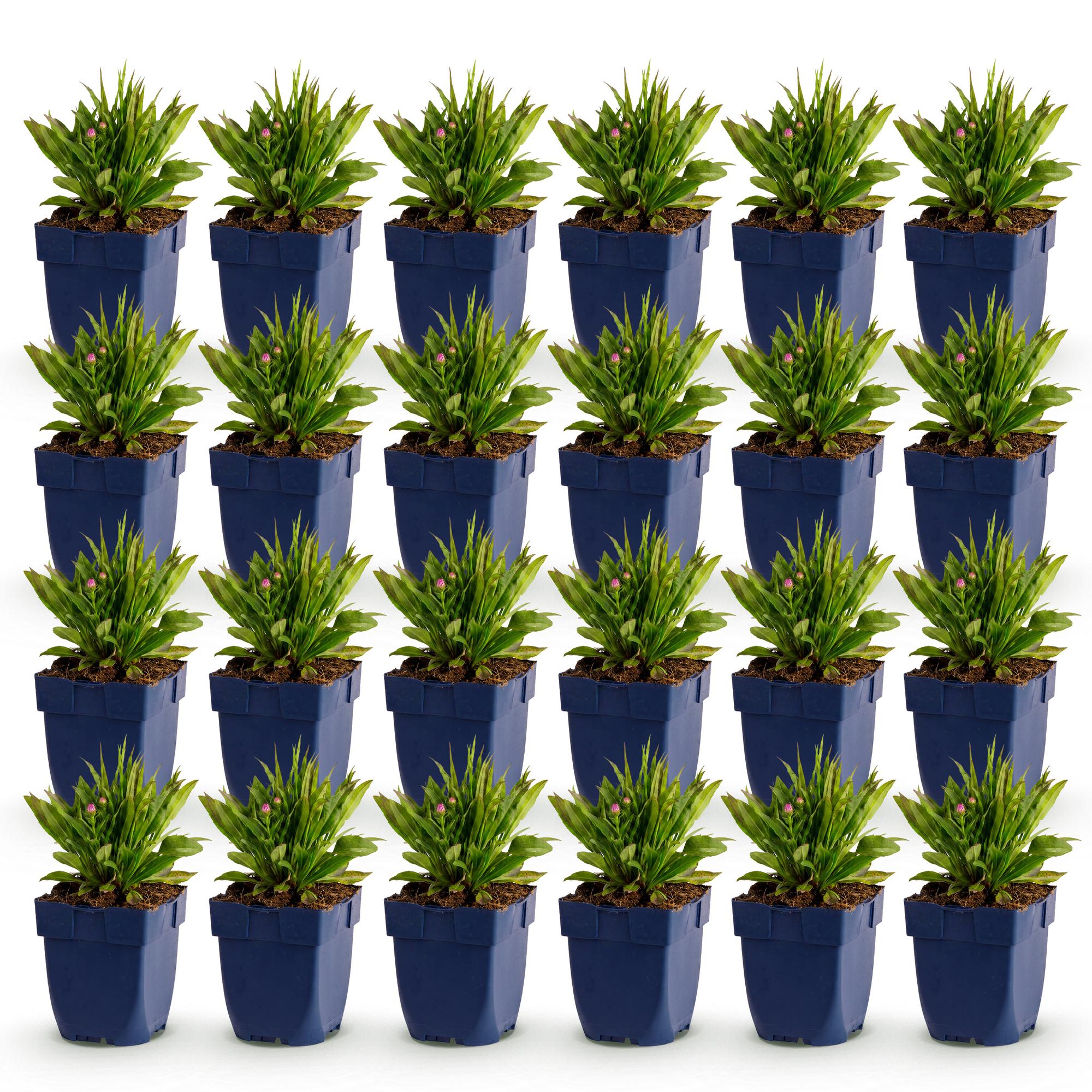 Vasteplant - Aster Wood's Pink - Pluimspirea - Bijen en Vlinderlokkers - Roze - 24 Planten - Pot 11cm - Hoogte 15-25cm