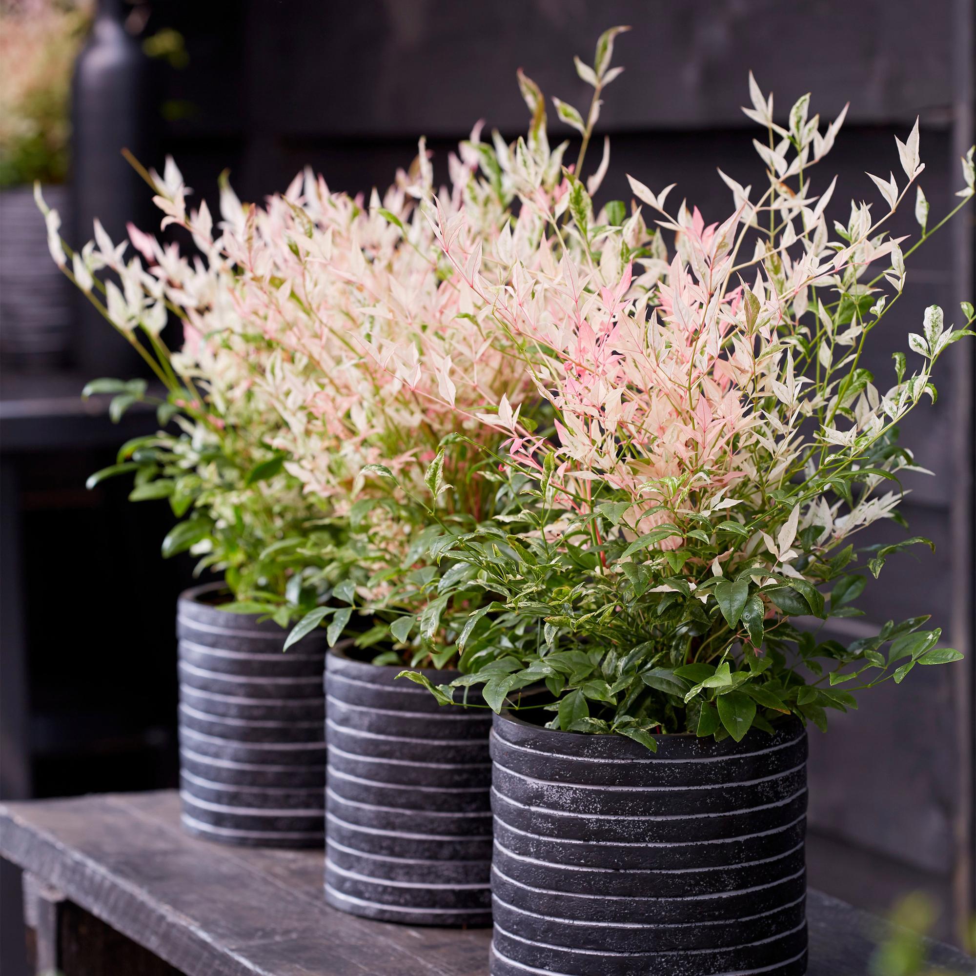 Tuinplant - Nandina Twilight - Bont & Roze - 1 Plant - Groenblijvend - Weinig Onderhoud - Pot 17cm Hoogte 45cm