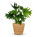 Kamerplant - Philodendron - Philodendron Lickety split - Groen - Weinig onderhoud - 1 Plant - met Mand - Pot 19cm - Hoogte 70cm