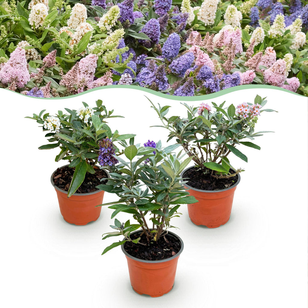 Tuinplant - Buddleja davidii Butterfly Candy Little Tricolour - Vlinderstruik - Compact - Roze-Wit-Lila - 3 Planten - Pot 12cm - Hoogte 20-25cm