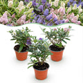 Tuinplant - Buddleja davidii Butterfly Candy Little Tricolour - Vlinderstruik - Compact - Roze-Wit-Lila - 3 Planten - Pot 12cm - Hoogte 20-25cm